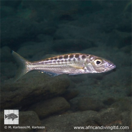 Bathybates ferox 'Nkwasi Point'